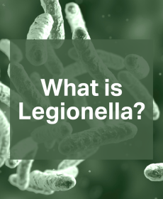 What is Legionella